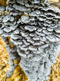 Close-up of mushroom growing on tree trunk