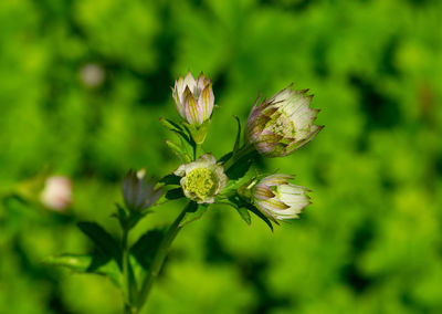 Close-up of flowering plant