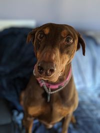 Close-up portrait of dog