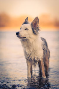 Close-up of dog running on beach during sunset