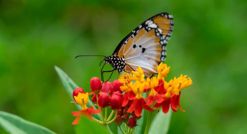 Close-up of butterfly pollinating on flower