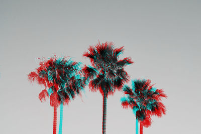 Low angle view of palm tree against clear sky