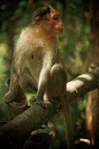 Monkey sitting on branch