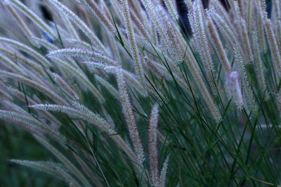 Close-up of dew on plant