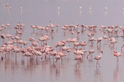 Birds on a lake