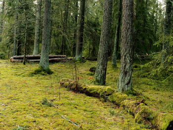 Plants and trees on field in forest