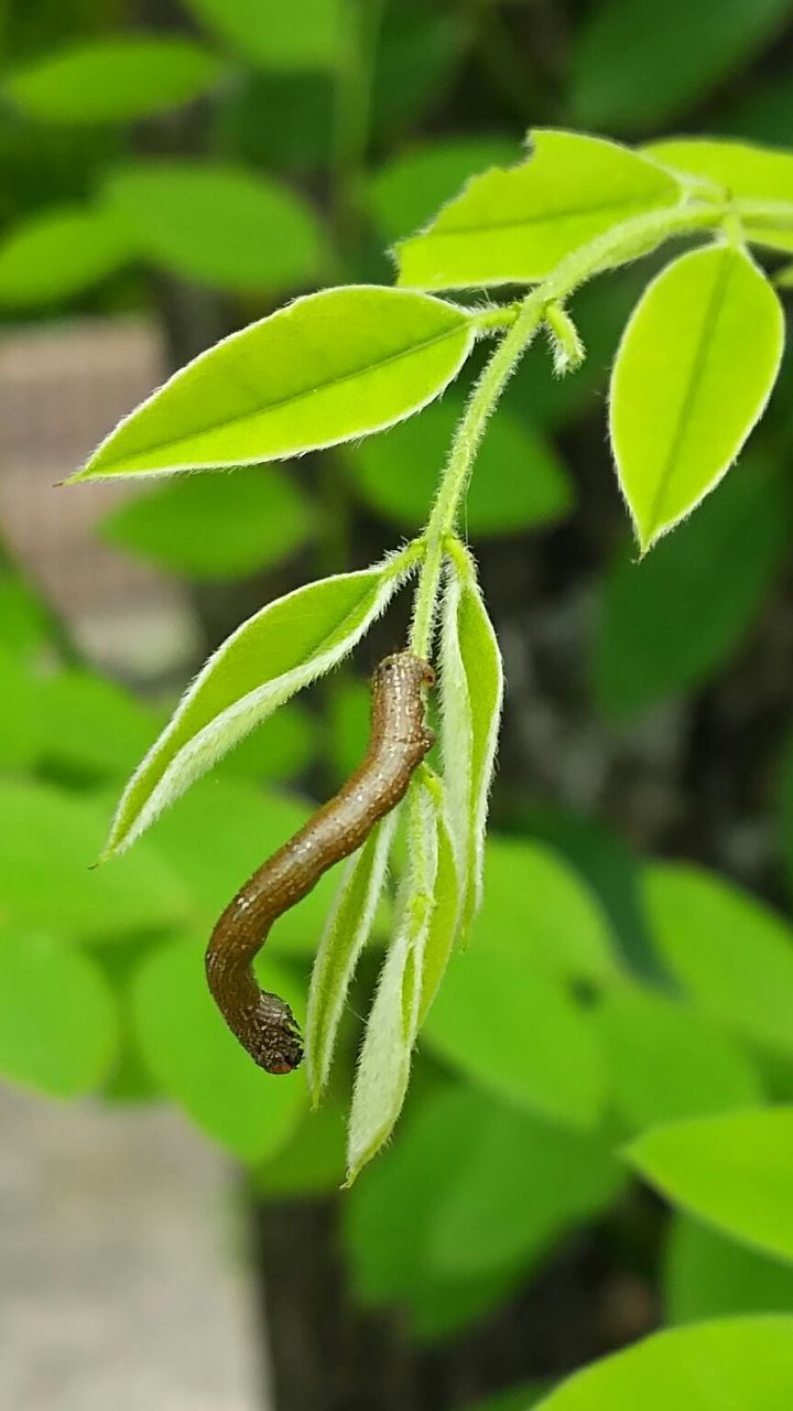 leaf, green color, focus on foreground, close-up, growth, plant, nature, leaf vein, insect, selective focus, beauty in nature, green, one animal, day, outdoors, wildlife, animals in the wild, no people, stem, branch