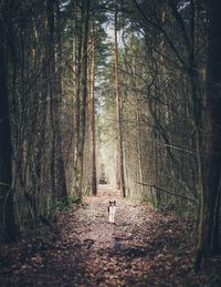 Dog on footpath amidst trees in a forest