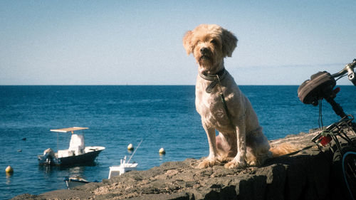 View of a dog in the sea