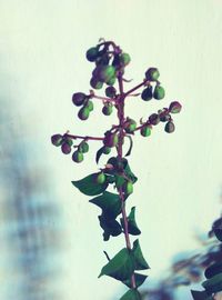 Close-up of plant