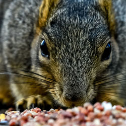 Close-up of squirrel