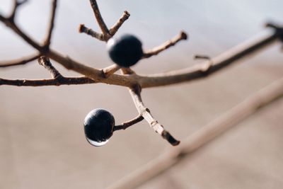 Close-up of berries growing on tree against sky