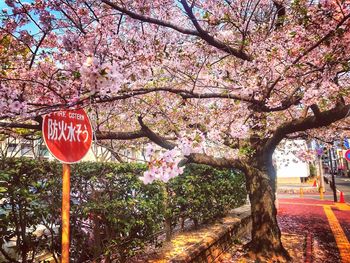 Pink cherry blossoms in spring