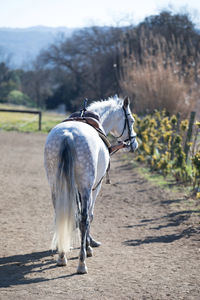 Horse on road