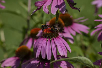 Close-up of bee pollinating on purple flower