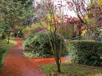 View of flowering plants in park