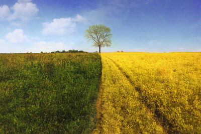 Scenic view of agricultural field against sky