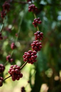 Close-up of red berries growing on tree