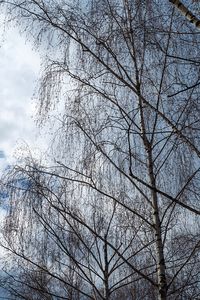 Low angle view of bare tree against sky