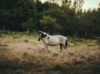 Portrait of horse standing on field