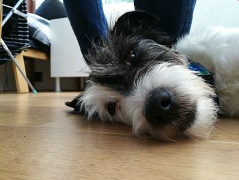 Close-up portrait of dog relaxing at home