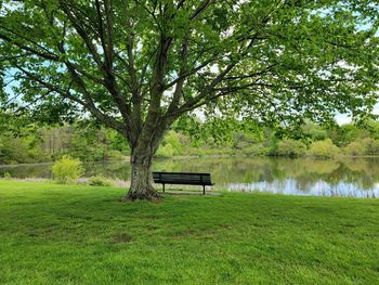 Bench in park by lake