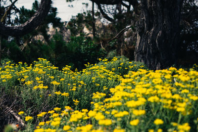 Yellow flowers blooming on field