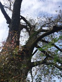 Low angle view of tree against sky