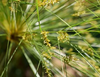 Close-up of fresh plant