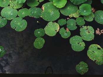 Leaves floating on water