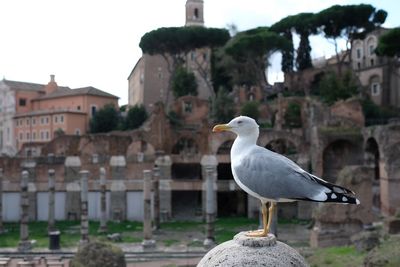 Seagull by old ruin buildings