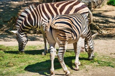 Zebras in a zoo