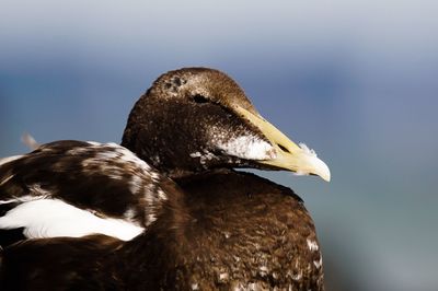 Close-up of bird against sky