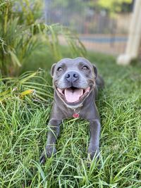 Portrait of dog