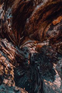 Detail shot of tree trunk