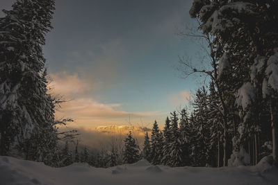 Snow covered land and trees against sky during sunset