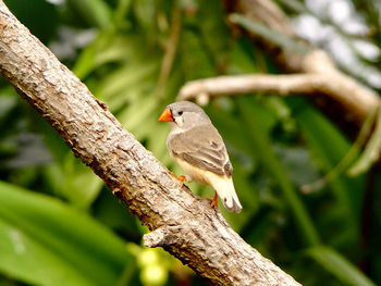 Close-up of bird perching on branch