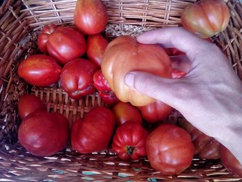 Close-up of hand holding tomatoes