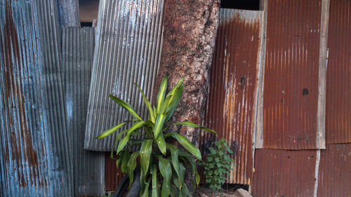 High angle view of bamboo plants