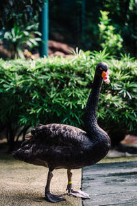 Close-up of bird on field