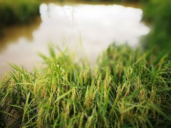 Close-up of moss growing on grassy field