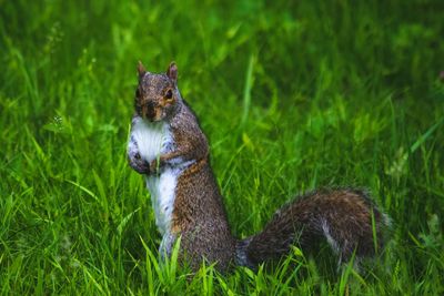 Squirrel on field