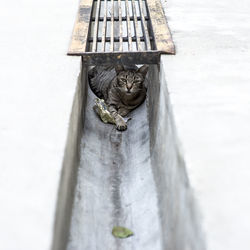 Cat in sewage