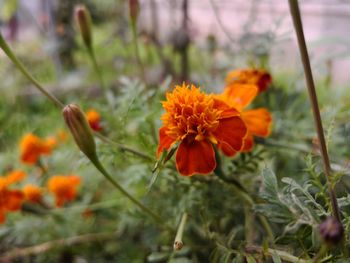 Close-up of orange marigold blooming outdoors