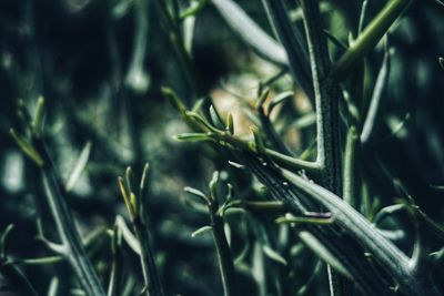 Close-up of fresh green plant