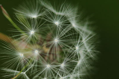Close-up of dandelion against black background