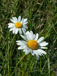 Close-up of white daisy blooming outdoors