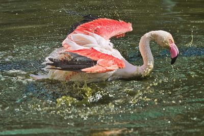 Swan swimming in lake