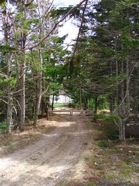 View of scenery and trees in forest