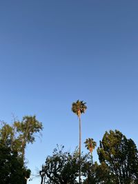 Low angle view of palm trees against clear blue sky